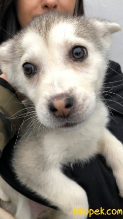 Pati Pati Husky 1