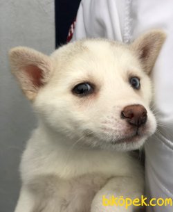 Pati Pati Husky 3