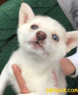 Pati Pati Husky 2