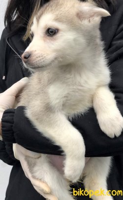 Pati Pati Husky 4