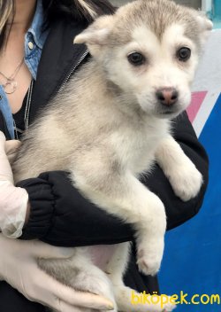 Pati Pati Husky 3
