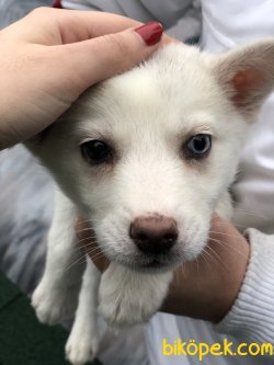 Pati Pati Husky 2