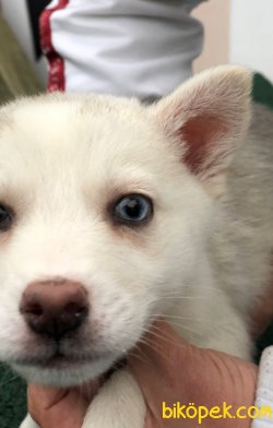 Pati Pati Husky 3