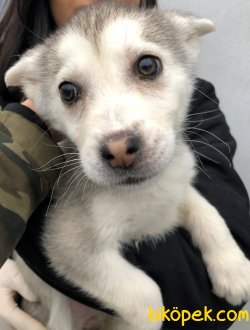Pati Pati Husky 1