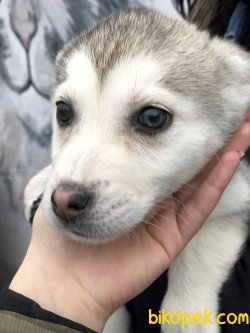 Pati Pati Husky 5