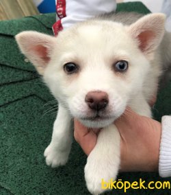 Pati Pati Husky 4