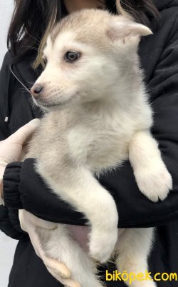 Pati Pati Husky 2