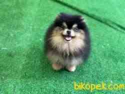 PEDİGRE ÖZEL RENK BOO 1