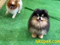 PEDİGRE ÖZEL RENK BOO 2
