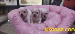 PEKİNEZ BEBEKLERİ IRK GARANTİLİ 5