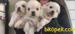 PEKİNEZ BEBEKLERİ IRK GARANTİLİ 2