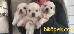 PEKİNEZ BEBEKLERİ IRK GARANTİLİ 4
