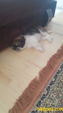 Pekinez Erkek Yavru 3 Aylık 1