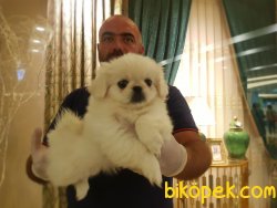 PEKİNEZ YAVRU 4