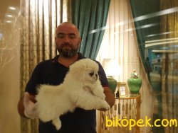 PEKİNEZ YAVRU 2