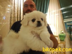 PEKİNEZ YAVRU 5