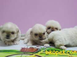 PEKİNEZ YAVRULAR 4