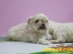 PEKİNEZ YAVRULAR 3