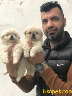 Pekinez Yavrularımız 3