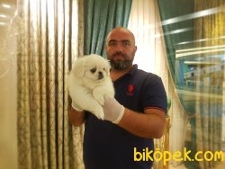 PEKİNEZ YAVRUSU 5
