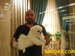 PEKİNEZ YAVRUSU 2