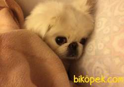 Pekingese Cins Köpek 2