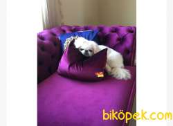 Pekingese Cins Köpek 1