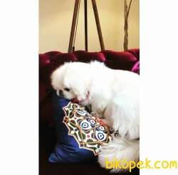 Pekingese Cins Köpek 3