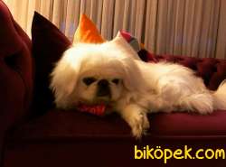 Pekingese Cins Köpek 4