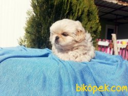 Pekingese Yavruları 3