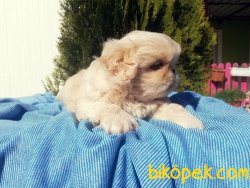 Pekingese Yavruları 1