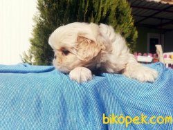 Pekingese Yavruları 4