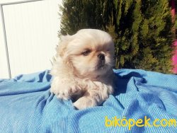 Pekingese Yavruları 2