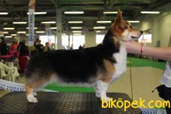 PEMBROK WELSH CORGI YAVRULARI 2