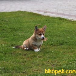 PEMBROK WELSH CORGI YAVRULARI 4
