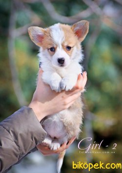 PEMBROK WELSH CORGİ YAVRULARI 3