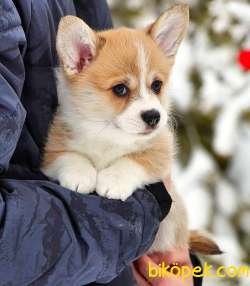 Pembroke Welsh Corgi Yavruları 2
