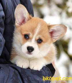 Pembroke Welsh Corgi Yavruları
