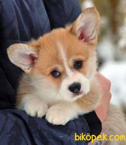 Pembroke Welsh Corgi Yavruları 3