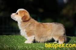 Pembroke Welsh Corgi Yavruları 3