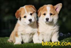 Pembroke Welsh Corgi Yavruları 4