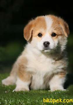 Pembroke Welsh Corgi Yavruları 1