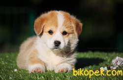 Pembroke Welsh Corgi Yavruları 2