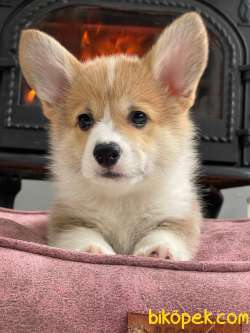 Pembroke Welsh Corgi Yavruları Geldi