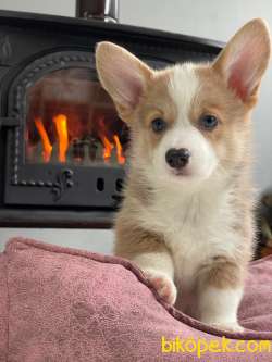 Pembroke Welsh Corgi Yavruları Geldi 4