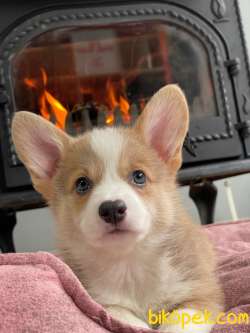 Pembroke Welsh Corgi Yavruları Geldi 2