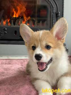 Pembroke Welsh Corgi Yavruları Geldi 3