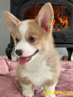 Pembroke Welsh Corgi Yavruları Geldi 5