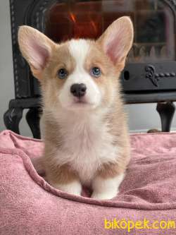 Pembroke Welsh Corgi Yavruları Geldi 3