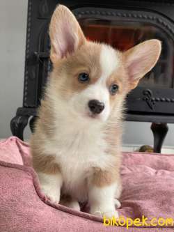 Pembroke Welsh Corgi Yavruları Geldi